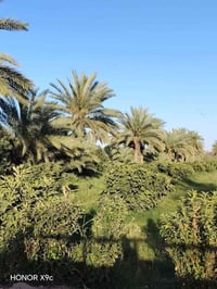 بابل قضاء الكفل • منطقة ١٣ الحسينيه • اراضي زراعيه وبيوت
