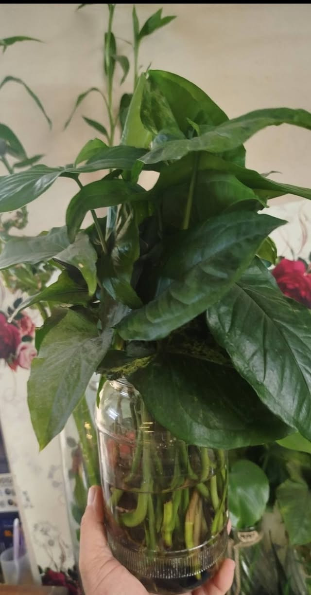 لأنّ حلالك ونباتاتك تهمك وتهمنا.. نحن ايضا سمعتنا تهمنا لان الصدق والامانة رأس مالنا! نعرف تماماً أن السوق أصبح مليئاً بالعروض، ونعلم أن الكثير منكم تعرض لخيبة أمل بسبب أسمدة مغشوشة أو وعود زائفة من صفحات غير موثوقة.
​نحن في [ فواز المولى أسمدة الزراعية المائية ] لا نبيعك مجرد كيس سماد، نحن نبيعك "نتائج" تسرّ خاطرك و"أمانة" نتحمل مسؤوليتها أمام الله وأمامك.
​لماذا تشتري منا وأنت مطمئن؟
✅ الضمان الذهبي: حقك في استرجاع المبلغ بحالة لميثبت المنتج جودة ترضيك
✅ الأصالة أولاً: جميع أسمدتنا من مناشئ عالمية ومحلية رصينة، ومعززة بشهادات التحليل والباركود الأصلي.
✅ تجربتنا برهاننا: نحن لا نعرض منتجاً إلا بعد اختباره وتوثيق نتائجه مع نباتاتي الخاصة.
✅ لسنا مجرد صفحة: نحن متواجدون معكم بخبرتنا الاستشارية لنعطيك السماد الذي يحتاجه زرعك فعلاً، وليس الذي نريد بيعه فقط.
​رسالتنا لكل مزارع ومحب للزراعة:
الغش قد يربح صاحبه مرة، لكن الصدق يبني جسوراً لا تنقطع. جرّبنا مرة، وستعرف الفرق في جودة المنتج وبركة الزرع. لمشاهدة اراء الزبائن
➡️ شاهد رأيهم عن جودة المنتج عبر هذا الرابط:
https://www.facebook.com/share/p/19KXWLJ11S/
​📍 موقعنا: [موصل سايدين حي العامل]
📞 للتواصل والاستشارة: [***********] واتساب
🚚 خدمة التوصيل متوفرة لكل المحافظات مع ضمان استرجاع المبلغ بحالة لم تثبت جودته 
#فواز_المولى
