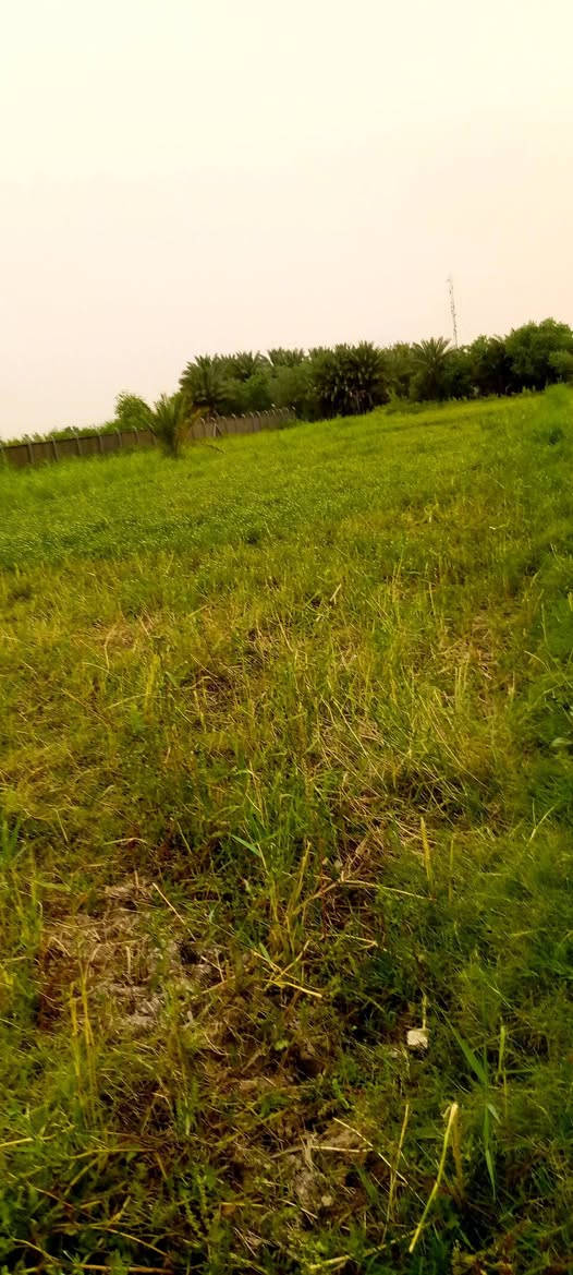 سـلام عليـكـم 
دونـم للبيـع على الشـط 
واسط منطقـه ليوسفيـه الستفسـار علـى هاذا رقـم 📞📲
***********📞
