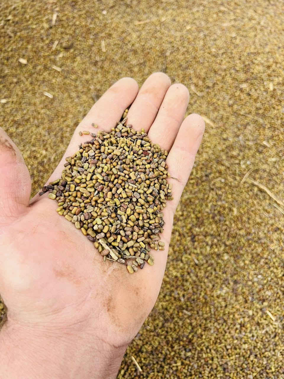 السلام عليكم
بذور سيسبان نضيف درجه اولى 
للبيع  (حصاد السنه )
العنوان الكوت 
هـ .***********
