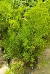 نباتات زينة • كمية محدودة • خانقين