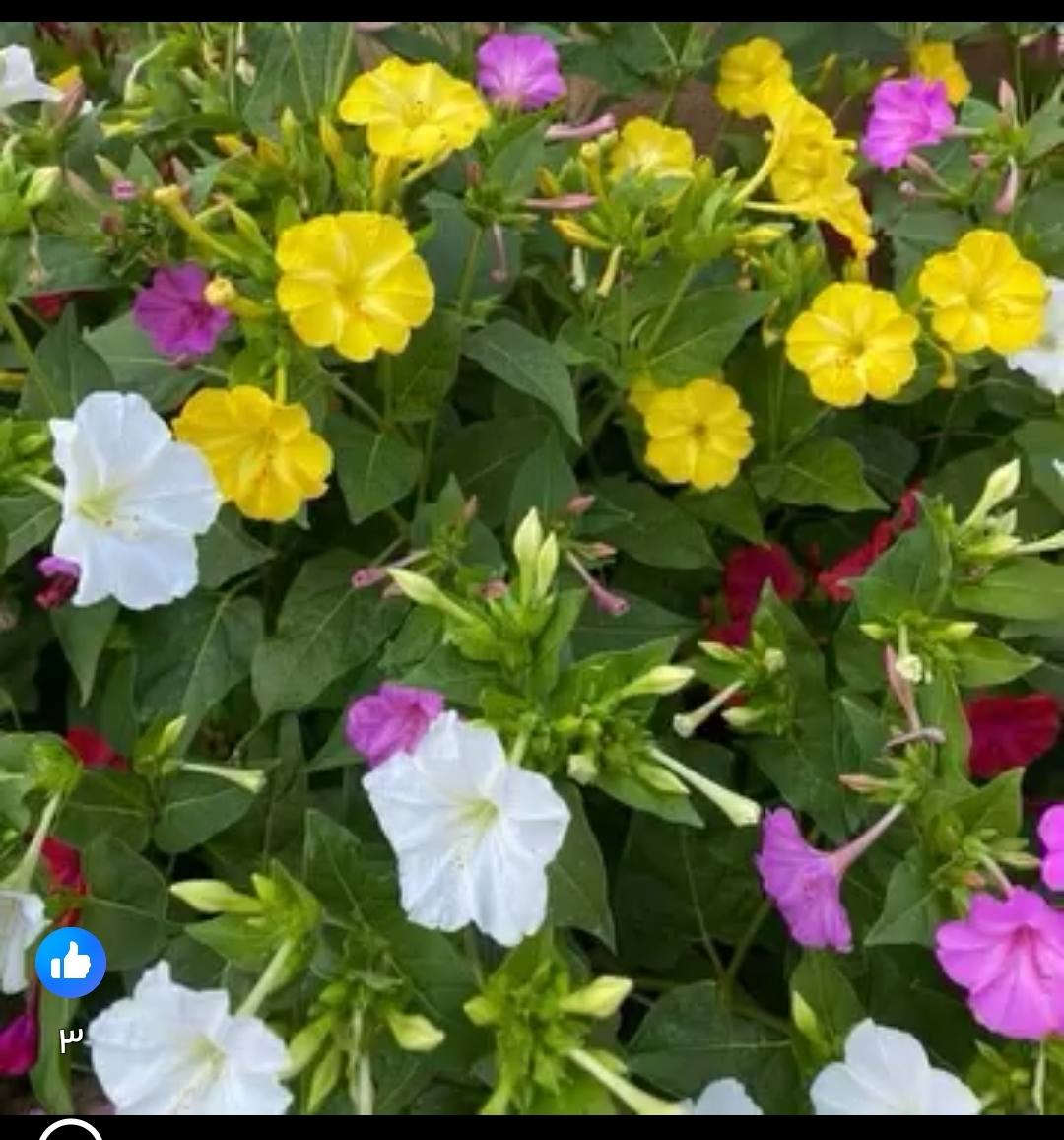 متاح لدينا شتلات نبات ورد المساء الوان عطري دائمي سريع النمو لطلب والحجز واتساب
*********** السماوه أو مراسلة الصفحه يوجد خدمة توصيل طلبات داخل السماوه ولكافة المحافظات لباب البيت أنواع البذور الاستوائية النادره
