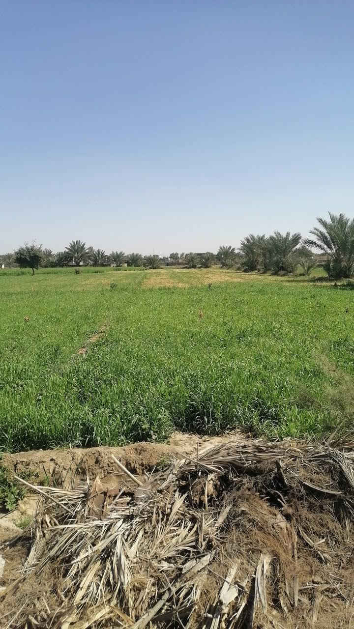 سلام عليكم ورحمة الله دونم ونص بابل جبله فرع مصلخ ثاني قطعه يعني ٥دقايق بسوك  وجهيه عل  بزل مقابيل حي جواد عدل  ماء نهر عن 10متر خزان ٣ متر عنه ماء رساله ١٥ متر عنه  كهرء١٥ متر عنه  مولد حي 100 متر عنه  كافات خدمات تجي وتشوفه قبل لاتنطي سعر بيه *********** و***********
