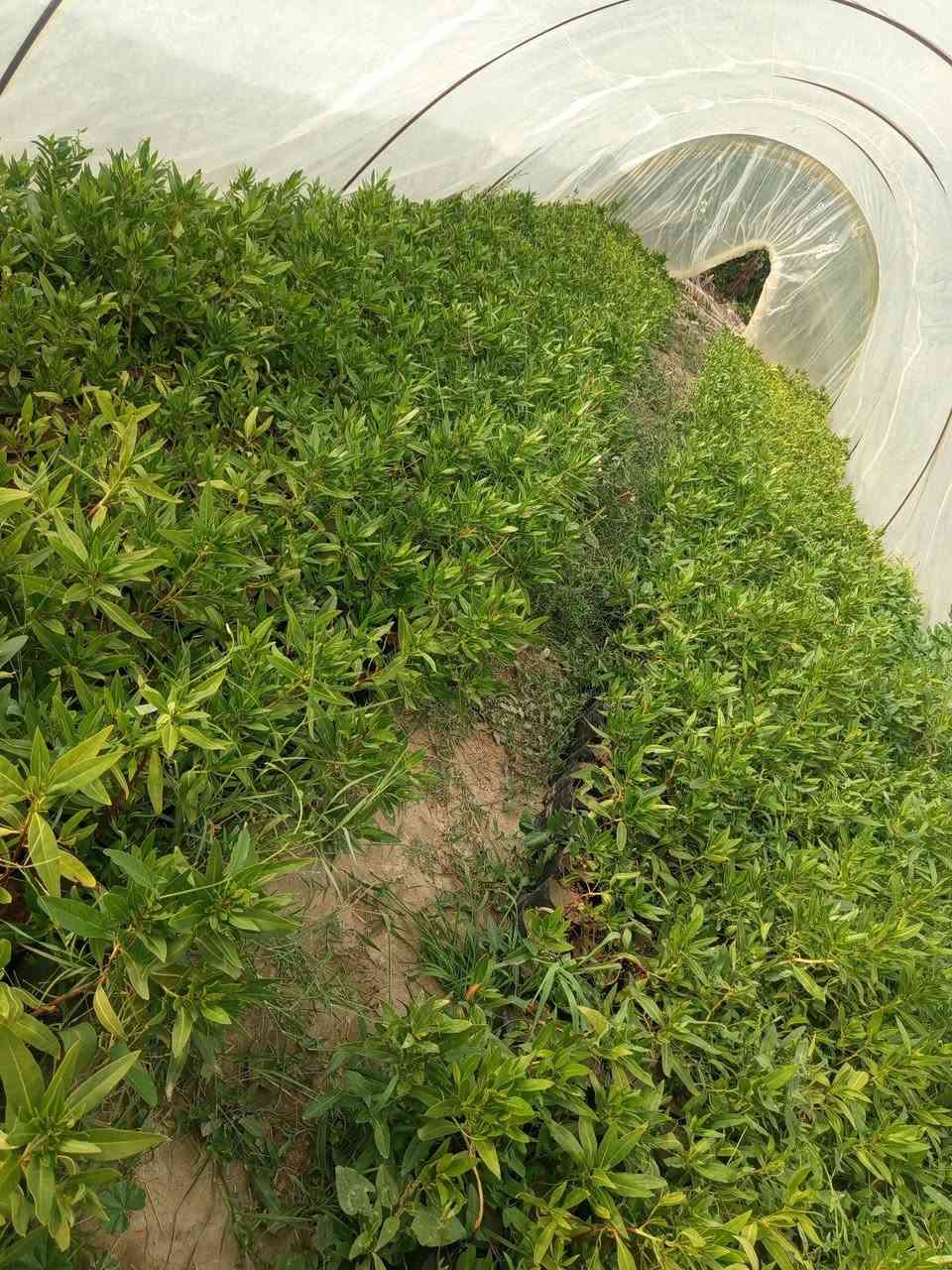 السلام عليكم 
يوفر مشتل السيد 
كاربس بعدت ارتفاعات
للاستفسار على هذا الرقم  ‏‪0781 094 2921‬‏
#مشتل #السيد #كاربس #بيزا #بابل
