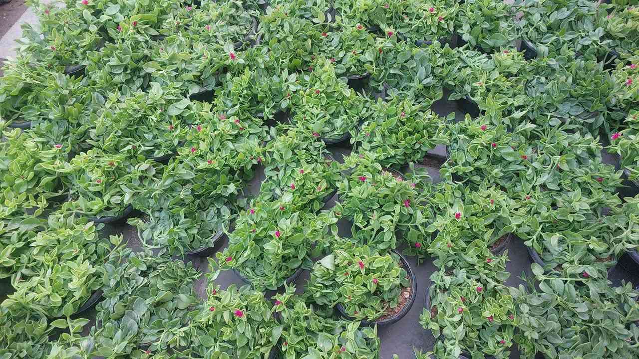 مسواك جديد
*********** وتساب
