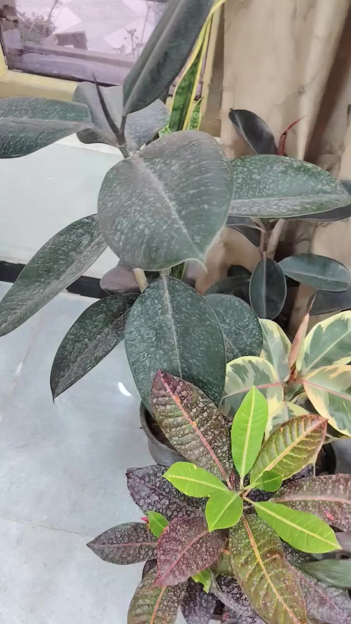 اللهم صل على محمد وآل محمد
اتوفر اليوم من جديد ضليات اعداد وجمال أكثر
من السابق


**إذا كنت صاحب هذا الإعلان وتريد حذفه لأي سبب، رجاءا أرسل رسالة إلى الدعم الفني**