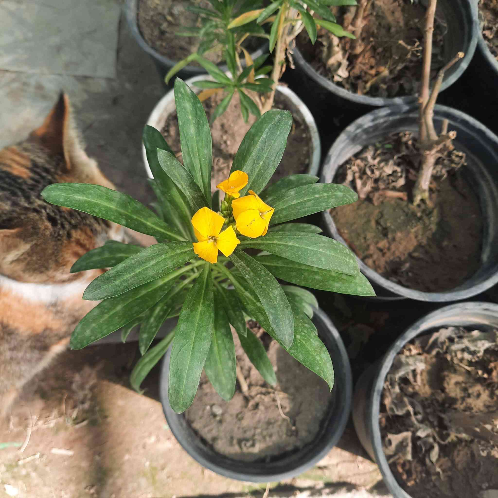 🌿 مشتل الشاهين الزراعي 🌿
وجهتكم الأولى لكل ما يخص الزراعة والحدائق في بغداد

نرحب بكم في مشتل الشاهين الزراعي حيث الخبرة والجودة وتوفير أفضل الشتلات والنباتات المناسبة لبيئة العراق، مع اهتمام خاص بالأصناف المميزة والمجربة في أجواء بغداد.

نقدم لزبائننا الكرام مجموعة كبيرة ومتنوعة من النباتات والأشجار، منها:

🌳 الأشجار المثمرة
التين بمختلف أصنافه المميزة
التوت (التكي) وأنواع نادرة ومبكرة الإنتاج
الباشن فروت
الليمون والحمضيات
أشجار فاكهة نادرة ومميزة

🌸 نباتات الزينة والحدائق
الورد الجوري وأنواع الورود المختلفة
الياسمين
نباتات التسلق والظل
نباتات الزينة الداخلية والخارجية

🌱 الشتلات الزراعية المتنوعة
شتلات فاكهة
شتلات زينة
أشجار ظل
نباتات نادرة ومميزة

🍯 منتجات إضافية متوفرة في المشتل
عسل طبيعي
أسمدة عضوية وكيميائية
مستلزمات الزراعة والحدائق

نحرص في مشتل الشاهين الزراعي على اختيار أفضل الأصناف المجربة في العراق والتي تتحمل الأجواء الحارة وتعطي إنتاجية عالية، مع تقديم النصائح الزراعية للزبائن لضمان نجاح الزراعة في الحدائق والمزارع.
وتشهد المشاتل عادة نشاطاً كبيراً في مواسم الربيع بسبب زيادة الطلب على الشتلات والأشجار المثمرة والزهور. 

📍 فروعنا في بغداد

📍 الفرع الأول
بغداد – الدورة
الشارع المقابل لعلوه الرشيد
قرب شركة دجلة للمشروبات الغازية
خلف منطقة أبو دشير
📞 ***********

📍 الفرع الثاني
بغداد – أبو غريب
خلف بانزين خانه جوهرة العدنان
📞 ***********

🌿 مشتل الشاهين الزراعي
خبرة في الزراعة… وجودة في الشتلات… وخدمة لكل محب للزراعة.

أهلاً وسهلاً بكم 🌱
