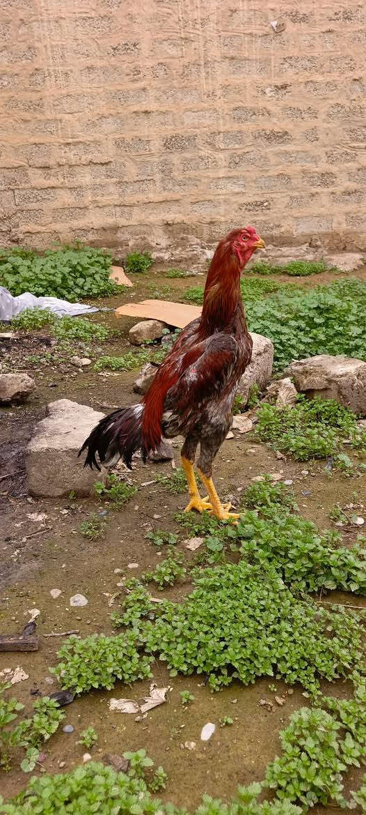 متاح ديج هندي راس قوي عمرة سنة بعدة باول عمرة سعرة 60
 ***********
***********
