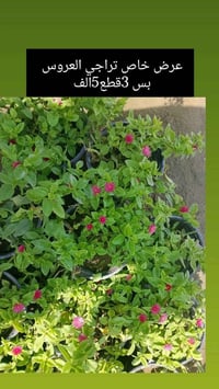 مشتل الأنوار • نباتات زينة • حمضيات