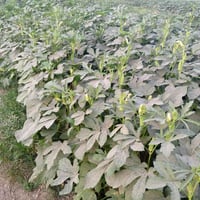 بذور • بانيه الهلوبه • بابل جبله رشايد