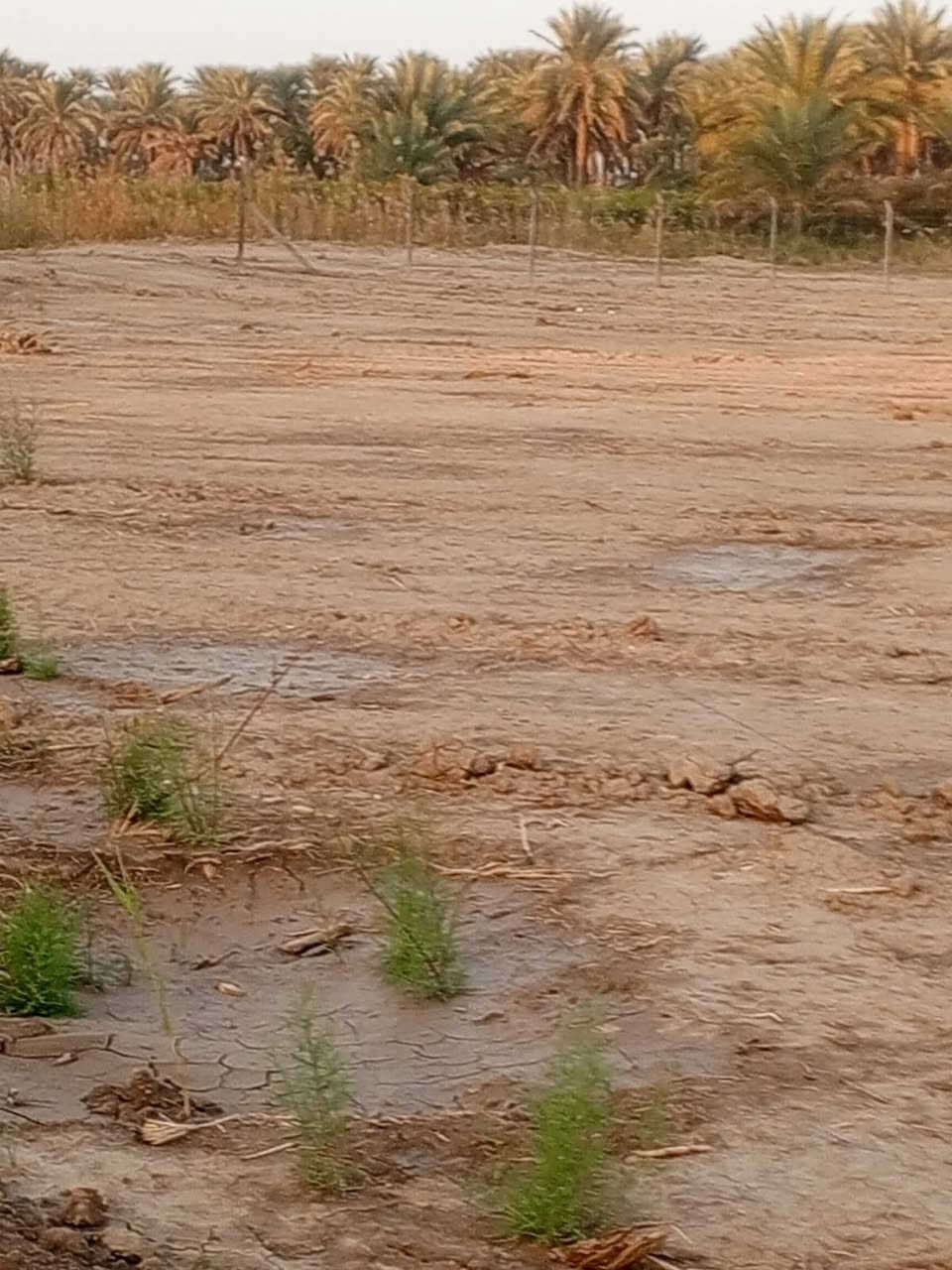 سلام عليكم قطعت ارض الايجار 3دونم طريق حله ديوانية ***********
