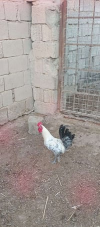 ٧ ديوكه • شهربان الكيلوات • متاح