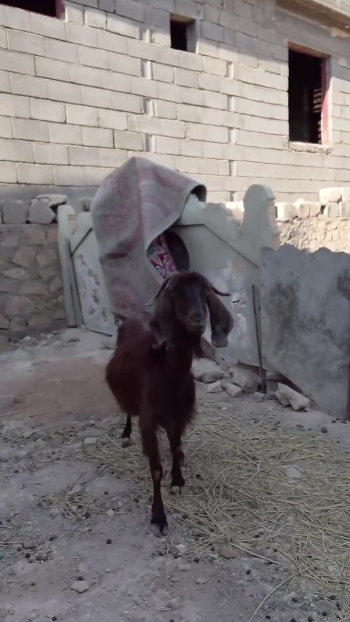 بسم الله الرحمن الرحيم.... 

اخوان عنز  مال جنيه خط اول... 

عنز لجبه حليب تحلب حالين حليب خير من الله... 

عنز توامه شرط من حلال طيب

والده بطنين والبطنها الثالث... 

بكلام صاحبها عشااار فحص سونار 

ابيعك بكلام صاحبها اي..ضمان ما انطي

بس عنز بطنها دايسه ومتوم بحيل الله.... 

عشارها واضح بل عين ميحتاج سونار.... 

سعرهااا 215وبيها مجال شي بسيط...... 

مكانه حديثه ويوجد توصيل حسب الاتفاق....... 

تريد تسوم او تعامل رقمي وبي واتساب 

***********.. احمد المحلاوي

