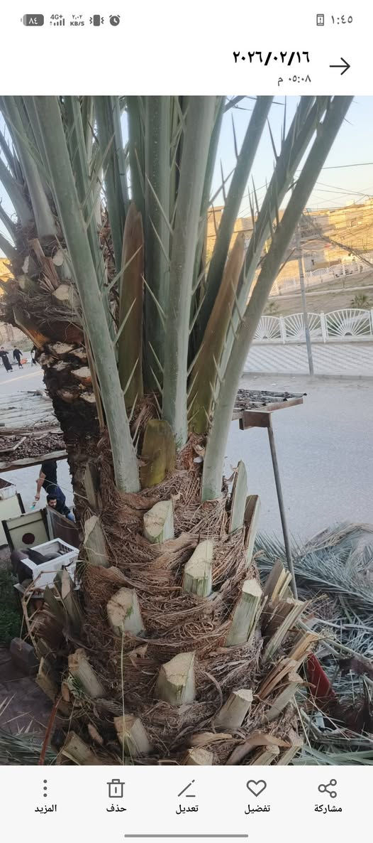 نبشركم نخل 🌴 العمارة بشر بالظهور خروج الطلع بهذا الؤقت شهر (2) لأن الجو دافي... تصويري لهذا اليوم كوني حدقچي فلاح مختص بالنخيل عملي حدقچي فلاح اختصاصي كل شيء (***********) مهند #الكعبي
