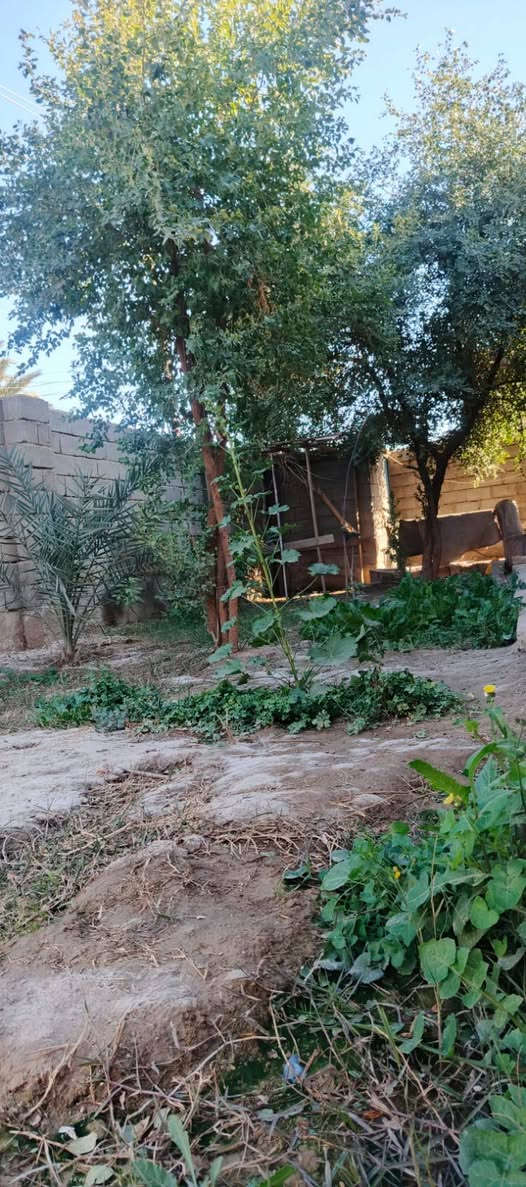 البيت : البناء طابوق السقف صب مسلح الارضية كاشي الجدران سيراميك ( ٣ غرف نوم + هول + مطبخ + استقبال + بيتونه + طارمه كبيرة و حديقه + صحيات داخلية و خارجية...
المشتمل : غرفة نوم + هول + مطبخ + صحيات داخلية و خارجية + مخزن صغير ... ملبوخ و كامل و السقف ساندويش 

ترك داير ما داير البيت بيتونه و ستارة كاملات 
البيت ما ناقصه شي... يبعد عن الشارع العام تقريبا ٥٠٠ متر 
و مرقم و كامل للتفاصيل اكثر الاتصال بالرقم ***********
