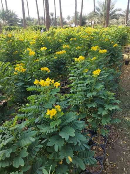 🌹🌹مشتل الأخوين 🌹🌹
السلام عليكم ورحمة الله وبركاته
تم وصول وجبه جديده من النباتات 
ويوجد كافه انواع السنادين

ومختلف الأنواع من نباتات الزينه والنباتات المثمره❤
مشتل الاخوين(ابو وليد) قرب مدرس الأندلس 
الاستفسار متواجدين على الفيس بوك 
ابو وليد ***********
