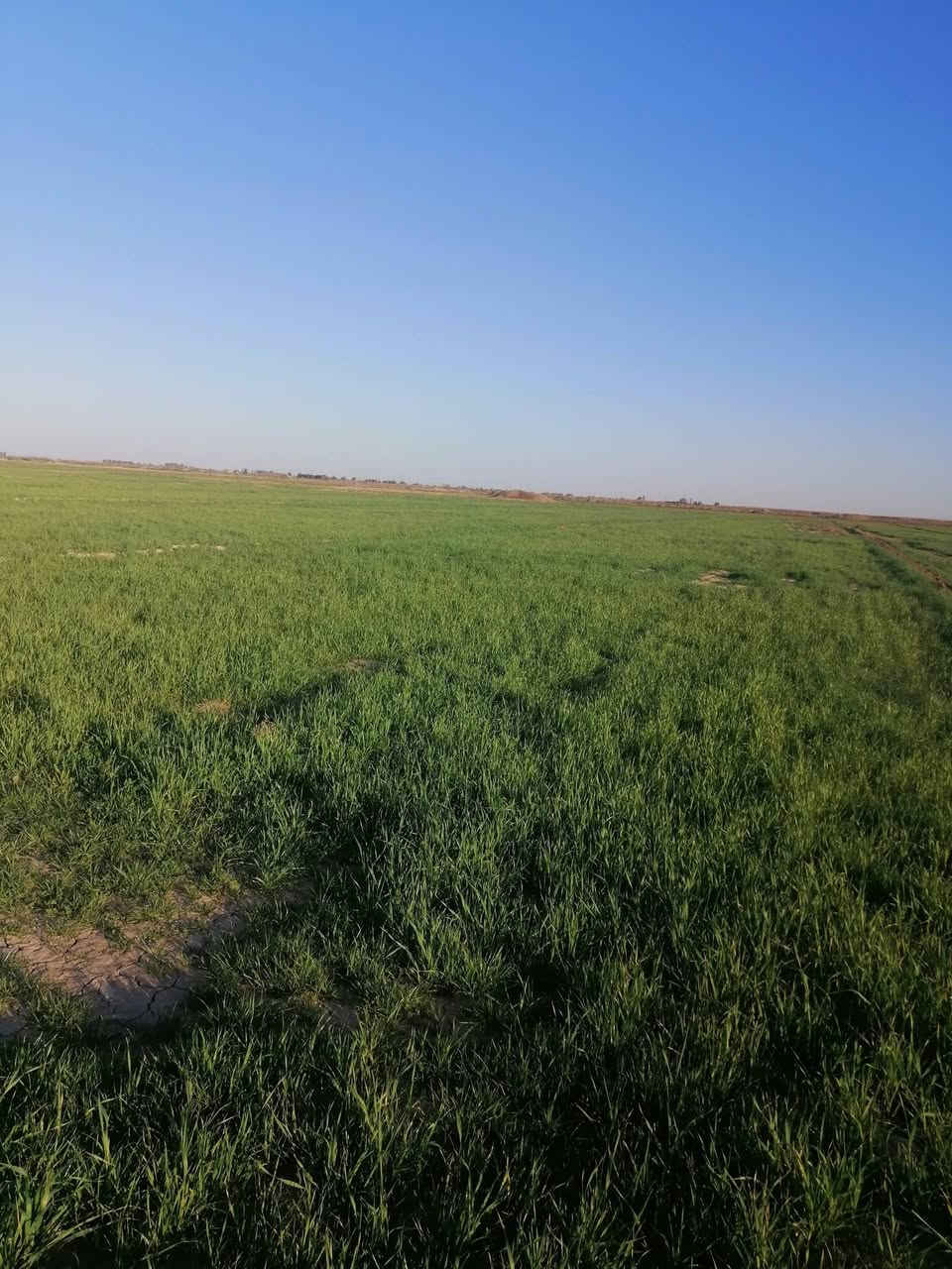 سلام عليكم دغل جاير للبيع ٧٥دونم مزكي مرتين المكان ديوانيه البدير رقم الهاتف *********** ***********
