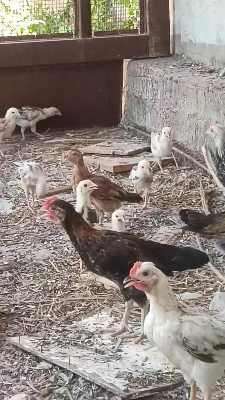 اخوان افراح  عرب اصلى مو مضرب مهات موجودات بل مقاطع دندراوي وشمسي *********** واتساب

