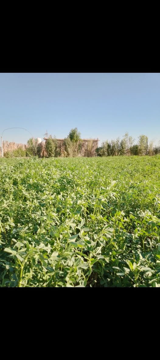 دونم مع بيت صغير طابوزراعي سند ٢٥ 
للبيع تحويل مباشر بسعر مناسب للتواصل خاص


**إذا كنت صاحب هذا الإعلان وتريد حذفه لأي سبب، رجاءا أرسل رسالة إلى الدعم الفني**