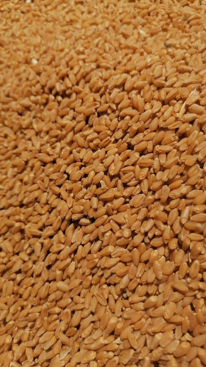 حنطه نزار للبيع نظافة فول ١١ طن تقريبآ حويجه قريه المحموديه. السعر المطلوب ٤٠٠ والشراي يدلل


**إذا كنت صاحب هذا الإعلان وتريد حذفه لأي سبب، رجاءا أرسل رسالة إلى الدعم الفني**
