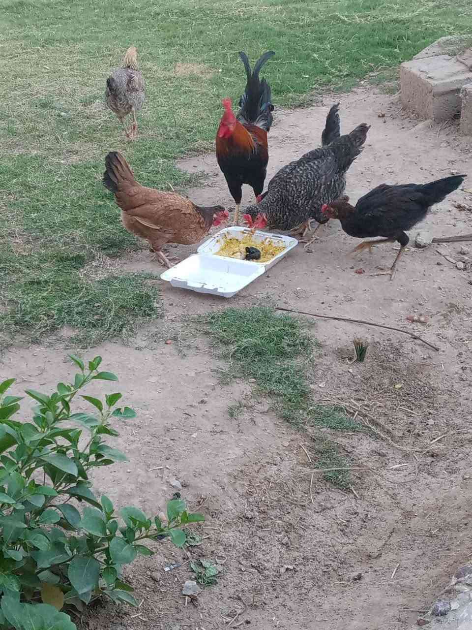 دجاج بياض للبيع عدد 4
وثلاث ديوجه


**إذا كنت صاحب هذا الإعلان وتريد حذفه لأي سبب، رجاءا أرسل رسالة إلى الدعم الفني**