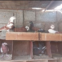 طيور • للبيع