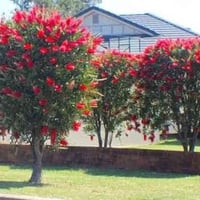 شتلات فرجة البطل • الناصرية • مشتل الشيباني