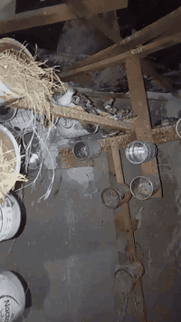 متاح محميه عراقيه فناجس 50زوج بيهن خد اسود وبيهن جامبو ماشاءالله خشونه فول وصحه فول مكاني بابل المحاويل شارع ابو سبتي قرب المصرف ***********
