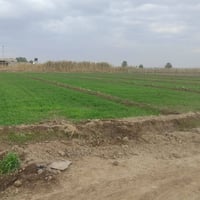 السكندرية الشاخة • ١٢٥٠م • سند ٢٥