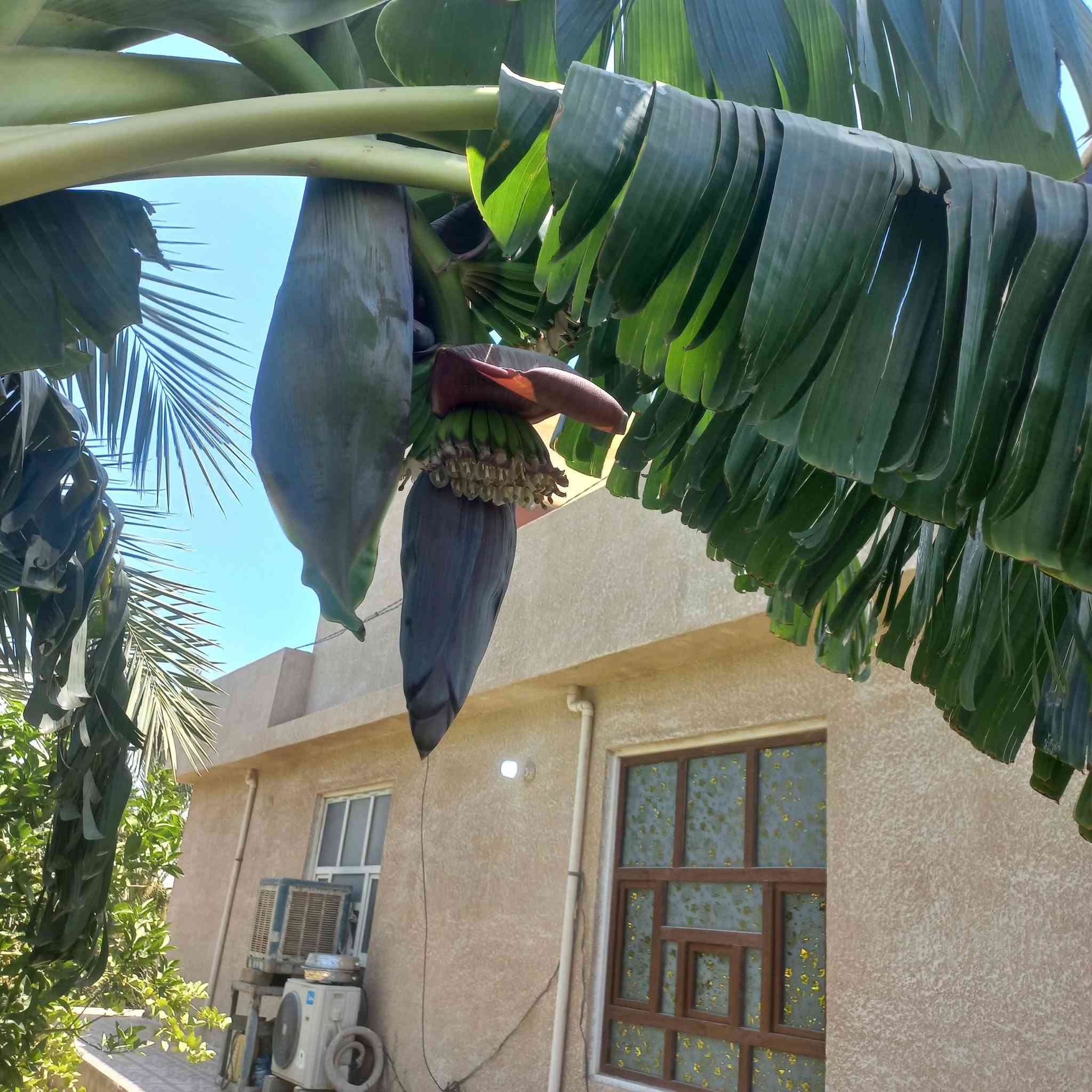 مزرعه للبيع  سته دونم مع بستان عنب طابومع  بيت بناء حديث اطراف  العبايجي جنوب صلاح الدين صلاح كهرباء بيه جميع الخدمات وماء اساله من العبايجي للإستفسار اكثر مع الرقم او واتس اب  ***********

