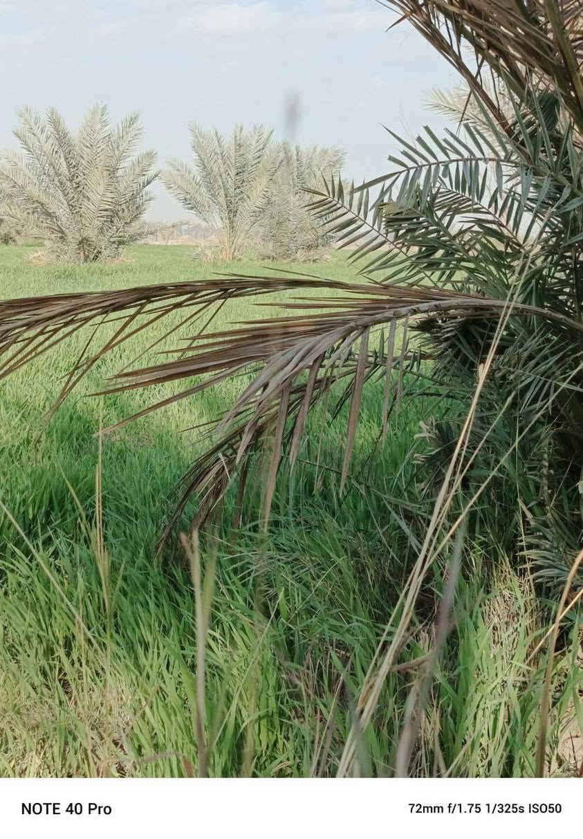 السلام عليكم ارض زراعيه (8دونم) للبيع طابو زراعي سند 25 . مداور مباشر كامل خدمات ماء. كهرباء. تبليط واجها لارض 40م نزال الارض 500م واجها الارض مباشر ع. نهر و. تبليط مكان ديوانيه قظاء الشافعيه منطقه المعمل تبعد عن شارء الرئيسي نجف ديوانيه 2 كيلو (***********)
