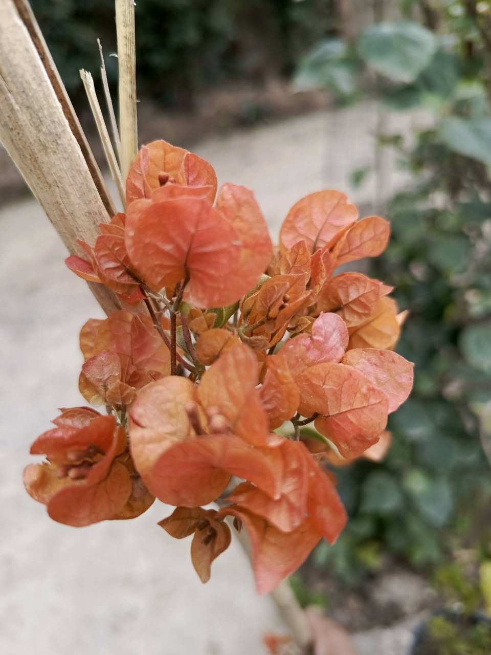 متوفرة شتلات متنوعه 
للحجز والطلب يرجى المراسلة 
توصيل فقط المسيب __كربلاء___حله___بغداد


**إذا كنت صاحب هذا الإعلان وتريد حذفه لأي سبب، رجاءا أرسل رسالة إلى الدعم الفني**