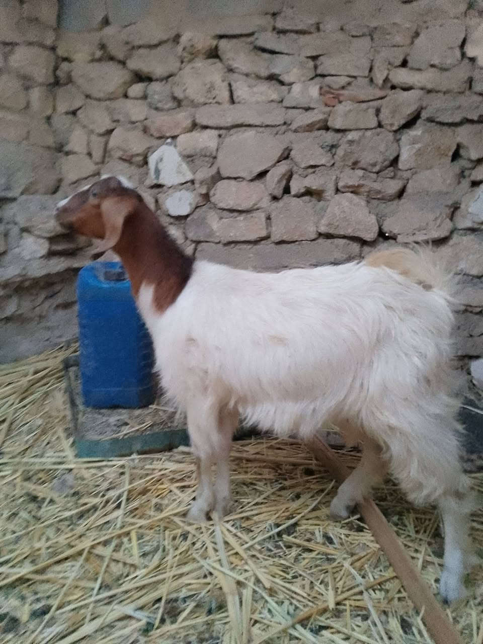 متاح جدي للبيع سعر ٢٢٥ وبي مجال مكان هيت ***********
