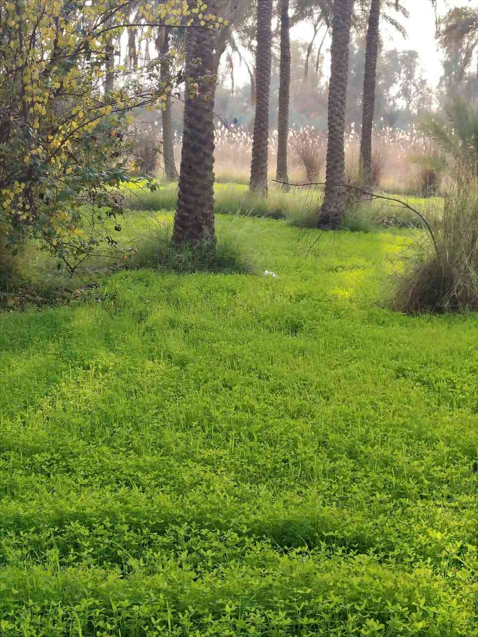 ارض للبيع المساحه ٢٥ دونم طابو زراعي 25 تحويل باسم المشتري كربلاء الحسينيه منطقة الصلاميه سعر الدونم ٧٥ الاستفسار ع الرقم ***********

