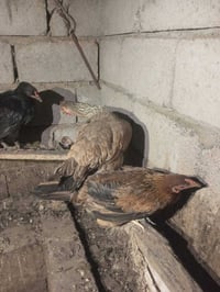 ازهيليله • دجاج عرب ١٨ • صواصي ٢٠يوم-شهر ونص