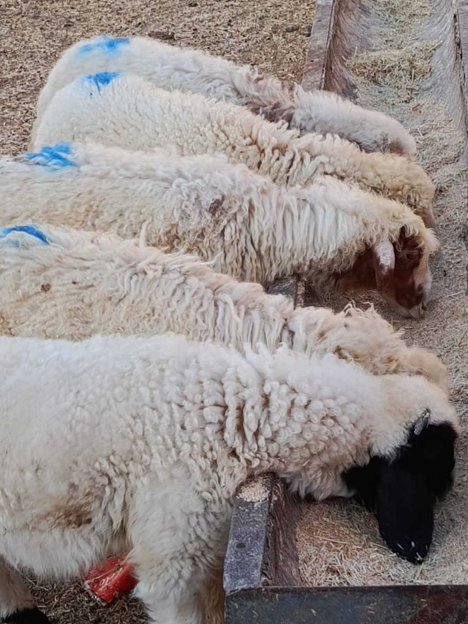 يوجد طليان و فطايم العدد 5 الكلي شرط نصاحه سعر الوحد 200الف المكان بيجي رقم الهاتف ***********.    ***********
