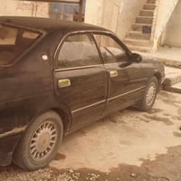 بطة • للبيع • حيوانات