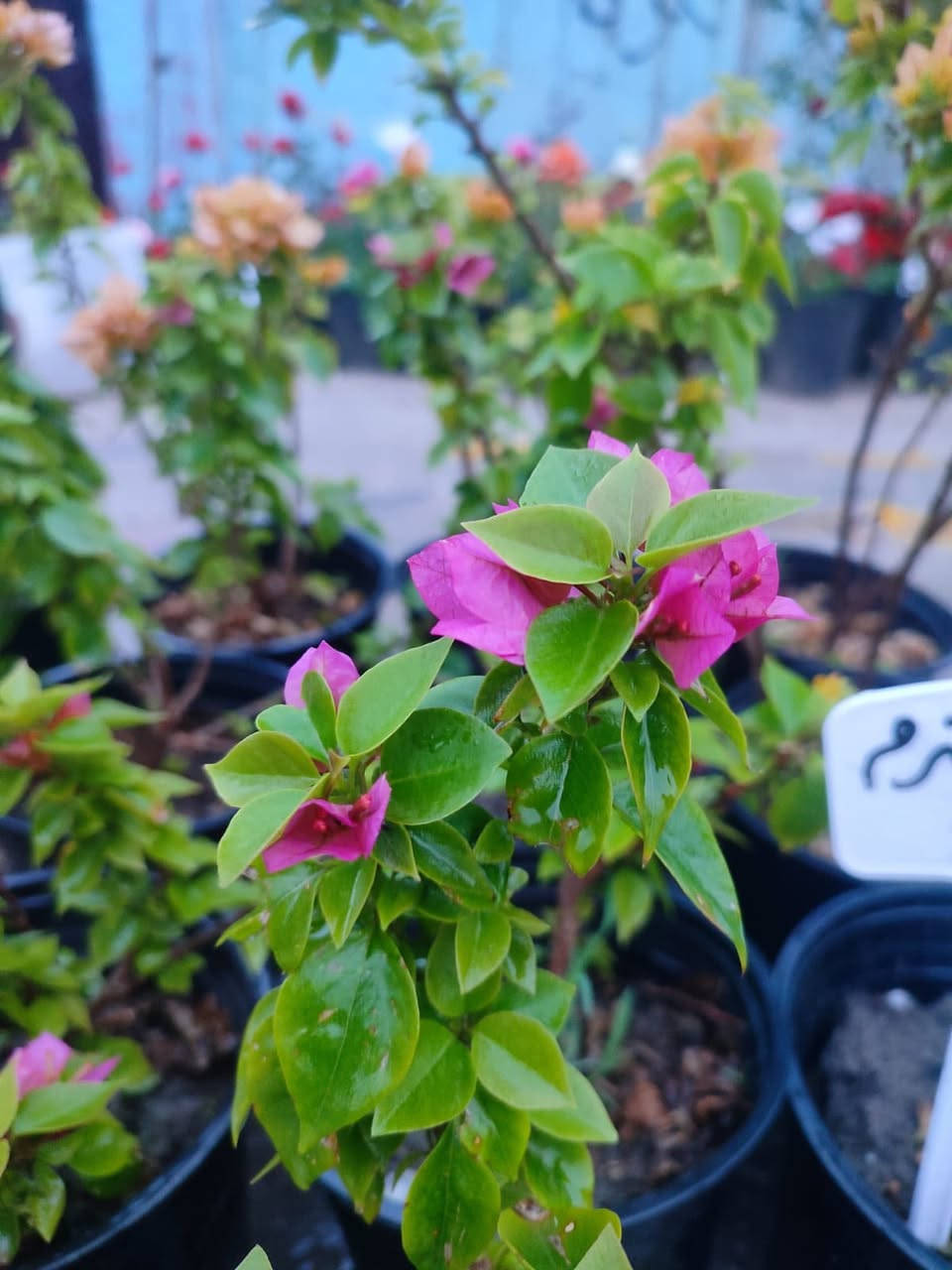 #الديوانية هذا الشاب الطيب المحترم اسمه اموري صاحب مشتل
 عده انواع الورود والاشجار وحتى توصيل عده واسعاره كله بلاش 
توصيل عده ❤️ 
للاتصال ***********
