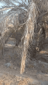 بستان مساحه دونم عقد زراعي يحتوي على 30نخله حماله يتوفر جميع الخدمات كربلاء طريق نجف خلف جامعة العميد على طريق الرووفه جديد لاستفسار الاتصال ***********////***********...
