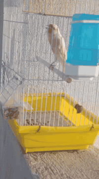 السلام عليكم ورحمة الله وبركاته اخواني ذكر كناري موزاييك فل تغريد جاهز للتزاوج السعر ٦٠ الف مع القفص مكاني اربيل حي نوروز ***********
