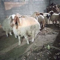 ذبح أضاحي • خانقين • توصيل للبيت