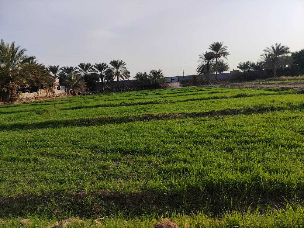 ارض شاطي 2 دونم للبيع على طريق يا حسين  في الكفل الشهابية   السعر خاص على الرقم ***********
