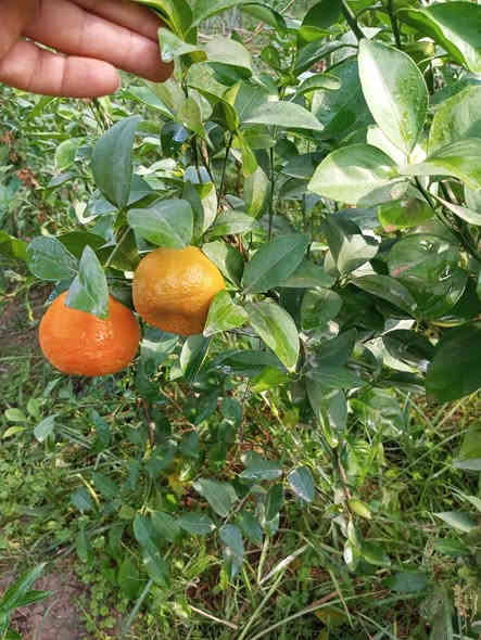 يوجد لدينا أشجار الحمضيات كافه الأنواع في محافظة كربلاء في جميع الأحجام للاستفسار والاتصال ***********
