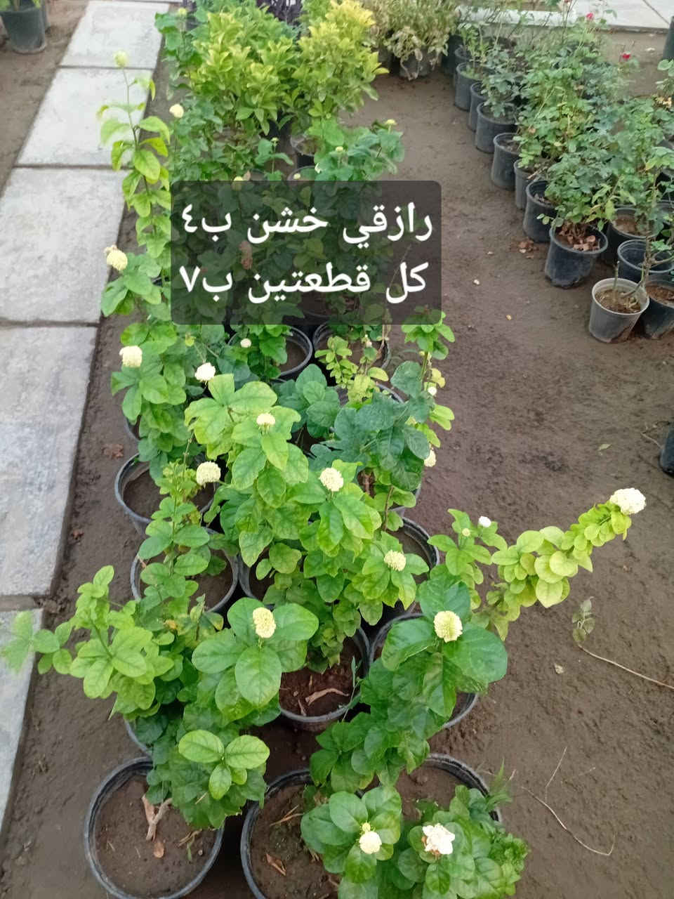 مشتل جنى على شارع العام مقابل جامعه الكوت ويوجد لدينا خدمة توصيل


**إذا كنت صاحب هذا الإعلان وتريد حذفه لأي سبب، رجاءا أرسل رسالة إلى الدعم الفني**