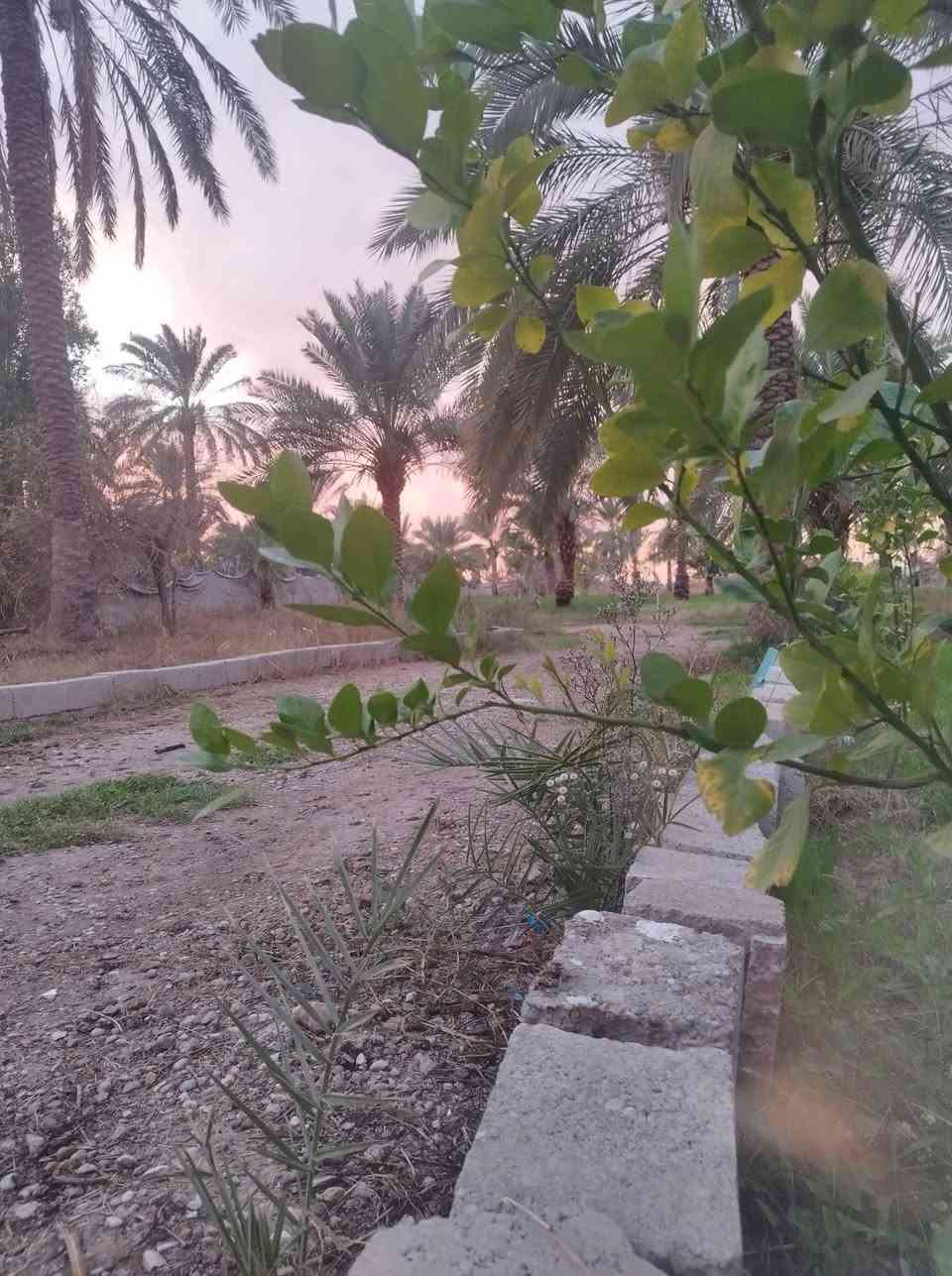 السلام عليكم نص دونم طابو صرف مع بيت 3 غرف نوم واستقبال ومطبخ وصحيات داخليه وخارجيه للبيع العنوان المدائن قرب شارع سيد علي مخدوم بلكامل مي وكهرباء وتبليط يبعد عن الشارع 100 متر وجه الأرض 38 ونزال 36  للأستفسار***********@
