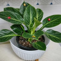 فيلودندرون • أبيض • نبات زينة