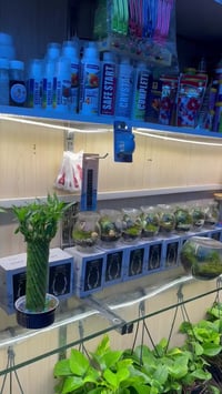 نباتات مائية • متوفرة • تفاصيل الفيديو