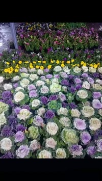 معرض البركة • جويميسة الشرقية • وصول جديد