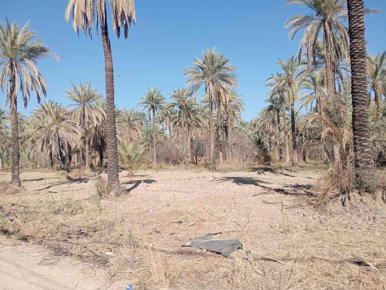 السلام عليكم ورحمة الله وبركاته...
اللهم صل على محمد وآل محمد...🏠🏠#موقع_مميز_جدا

♦️أرض زراعية للبيع طابو زراعي سند ٢٥ المساحة ٢٥٠٠ م٢ دونم واحد تحويل سند مباشر بأسم المشتري ..
♦️تصلح ان تكون مكان استراحة جميل او سكن او استثمار ..

♦️ الارض مسيجة وتحتوي على بعض النخيل والاشجار .

♦️ خدمات كاملة ماء وكهرباء وتبليط قريب جدا من الموقع ..

♦️تقع في كربلاء الحسينية منطقة ام ماشه  ..

♦️السعر المطلوب ١٩٠ مليون والتفاوض مع صاحبها المباشر..

♦️للاستفسار مراجعة مكتب عقارات الريتاج في كربلاء الحسينية حي الرسول خلف الدفاع المدني مقابل مجمع الانباري
  أبو ريتاج ألاماره ***********/ ***********
   صباح العبيدي    ***********/***********
ملاحظة الاتفاق يكون مع صاحب العقار مباشرة بدون وسيط.
