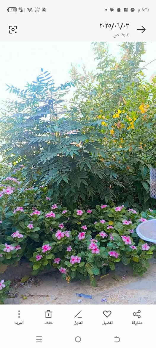 السلام عليكم
بيت للبيع مساحه 200 متر طابو زراعي قرار محكمة باسمي بناء حجر السقف عكاده الأرضية بورسلين كهرباء وماي وخط مولده شارعه 10متر يتكون من غرفتين وصاله واستقبال ومطبخ وتخاريج الموقع كوفه شارع المعمل قرب جامع الخزاعل يبعد عن الشارع العام 100متر السعر 30وبيه مجال للاستفسار الاتصال على الرقم ***********
